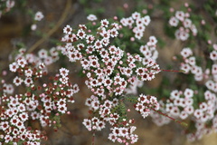 Thryptomene