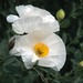Coulter's Matilija Poppy - Photo (c) Michael McCarty, some rights reserved (CC BY-NC-ND)