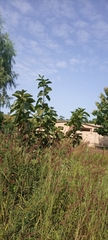Magnoliopsida