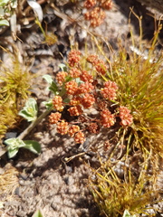 Crassula glomerata