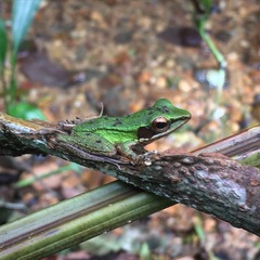 Odorrana hosii