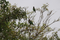 Poicephalus cryptoxanthus