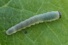 Pachyprotasis simulans