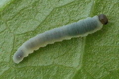 Pachyprotasis simulans