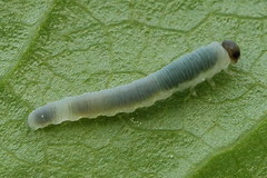 Pachyprotasis simulans