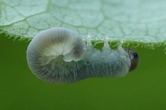 Pachyprotasis simulans