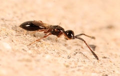 Spilomicrus hemipterus