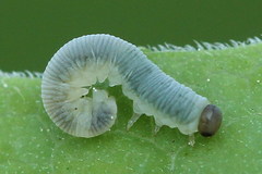 Pachyprotasis simulans