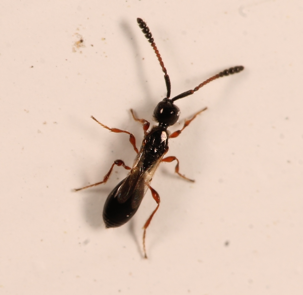Spilomicrus hemipterus