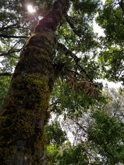 Tillandsia gymnobotrya