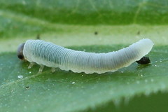 Pachyprotasis simulans