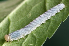 Pachyprotasis simulans