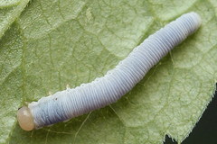 Pachyprotasis simulans