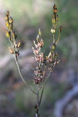 Haemodorum