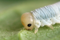 Pachyprotasis simulans