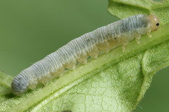 Pachyprotasis simulans