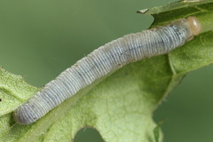 Pachyprotasis simulans