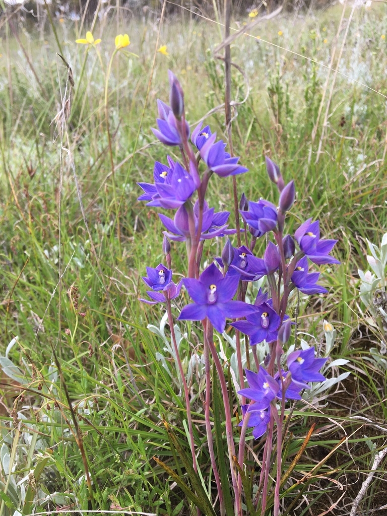 Thelymitra gregaria