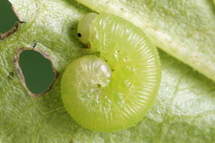 Pachyprotasis simulans