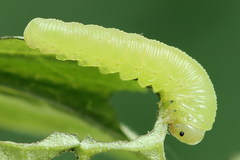 Pachyprotasis simulans