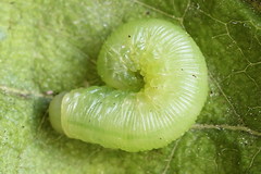 Pachyprotasis simulans