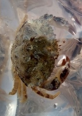 Glebocarcinus amphioetus