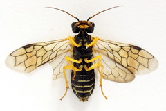 Pamphilius balteatus