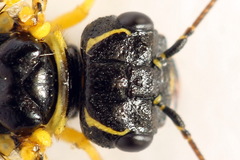Pamphilius balteatus