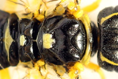 Pamphilius balteatus