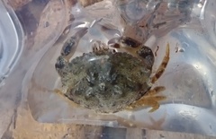 Glebocarcinus amphioetus