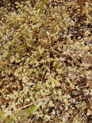 Adenogramma glomerata