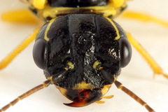Pamphilius balteatus