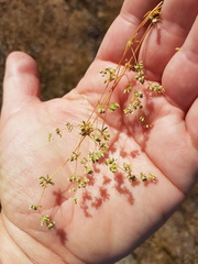 Adenogramma glomerata