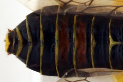 Pamphilius balteatus