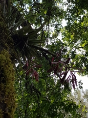 Tillandsia gymnobotrya