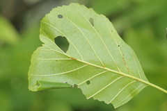 Pamphilius vafer