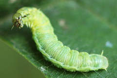 Pamphilius vafer