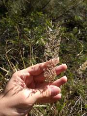 Eragrostis variabilis