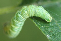 Pamphilius vafer