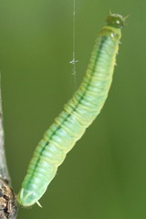 Pamphilius vafer