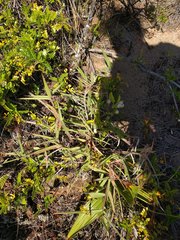 Melinis minutiflora