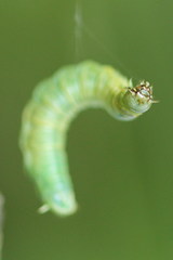Pamphilius vafer