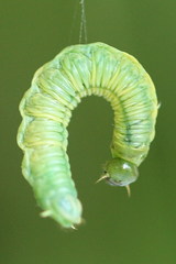 Pamphilius vafer