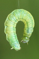 Pamphilius vafer
