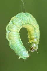 Pamphilius vafer