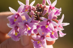 Epidendrum calanthum