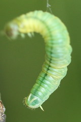 Pamphilius vafer