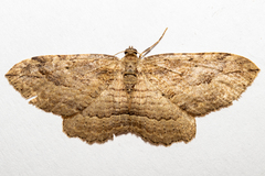 Austrocidaria gobiata