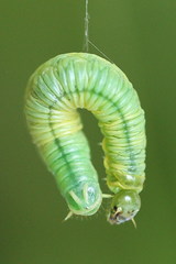 Pamphilius vafer