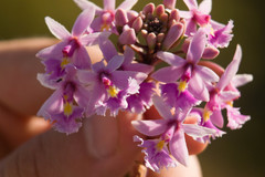 Epidendrum calanthum